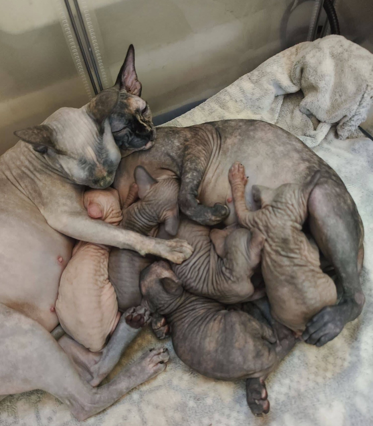 Sphynx mother with her kittens
