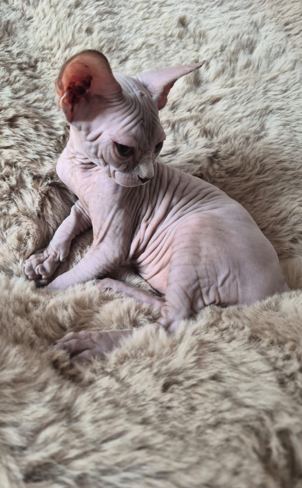 Hairless Whiskas Amadeous, AKA Squidly Diddley