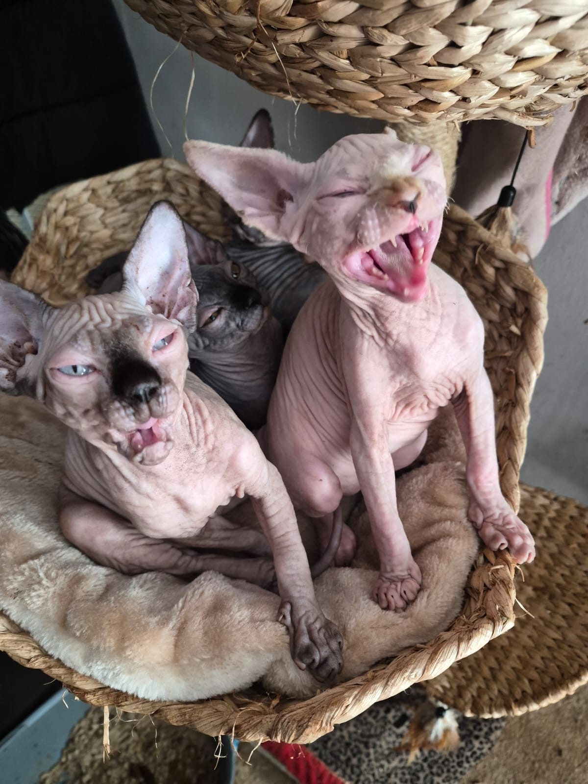 Hairless Whiskers kittens