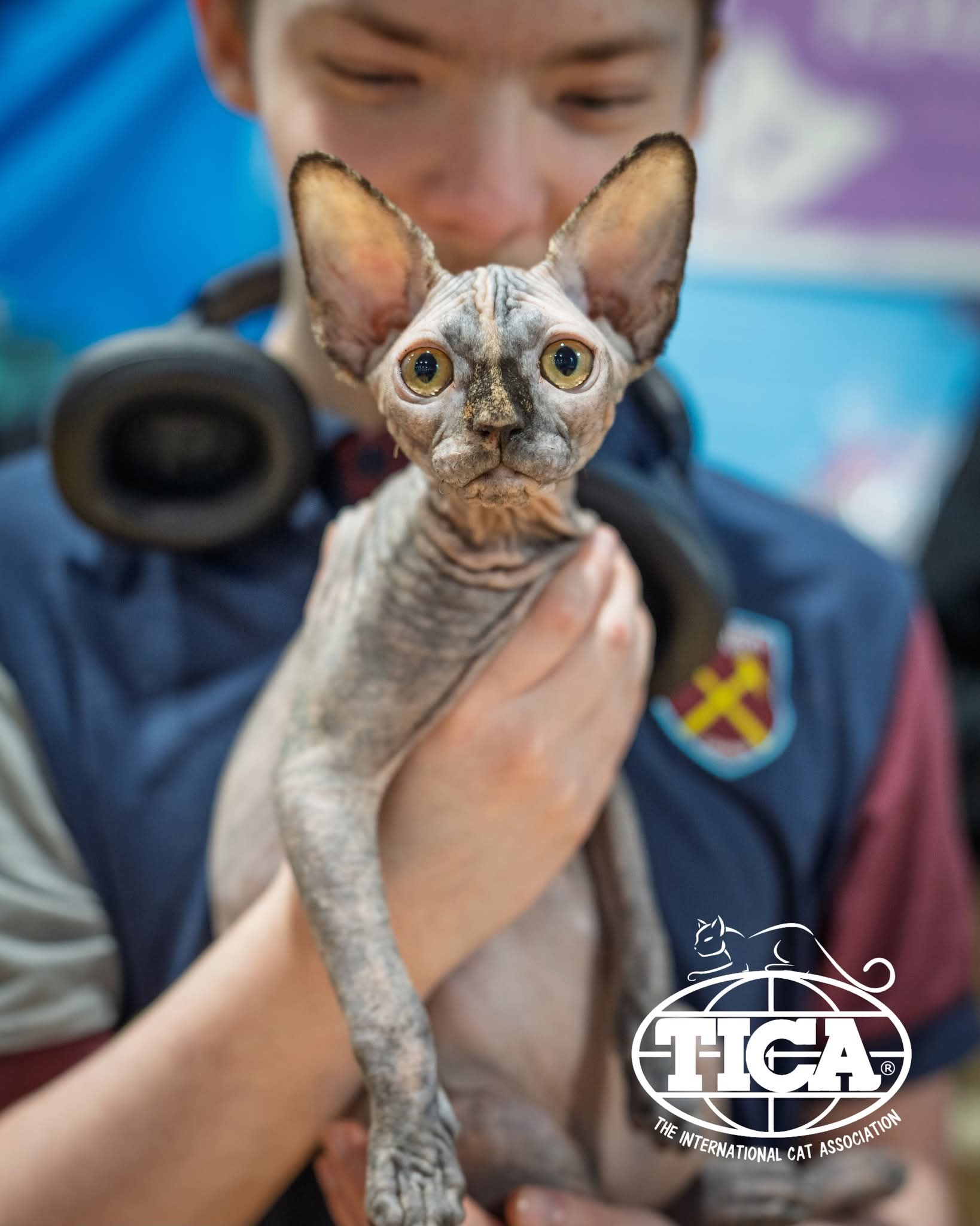 Hairless Whiskas Mint Velvet with her young dad Caydan at his first TICA show
