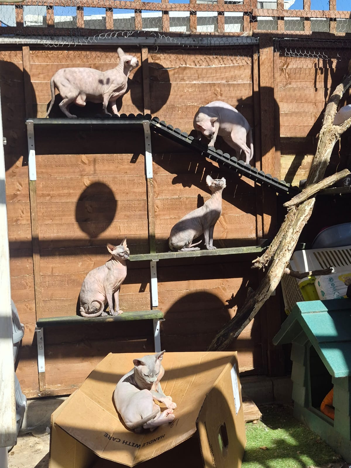 Hairless Whiskers Sphynx cats enjoying the sun on their garden climbing wall