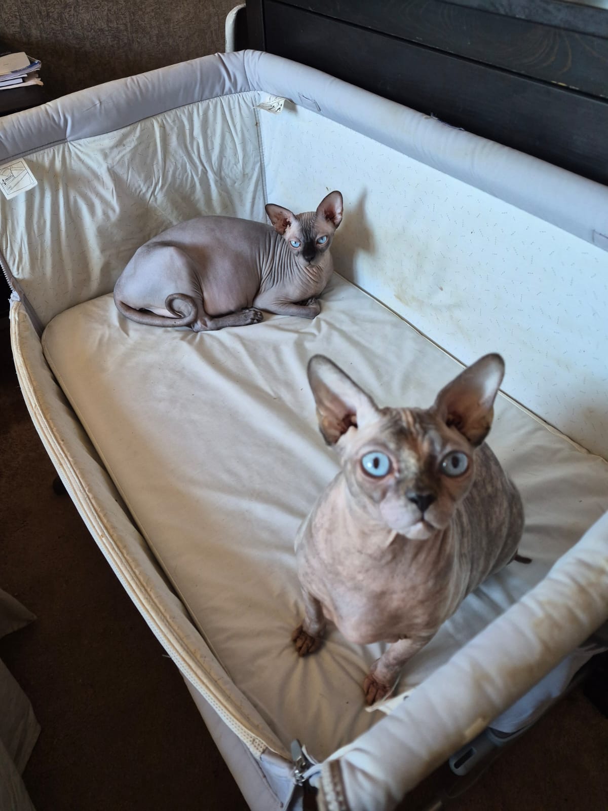 Chicken Nugget and her daughter Jelly Tot in the birthing cot