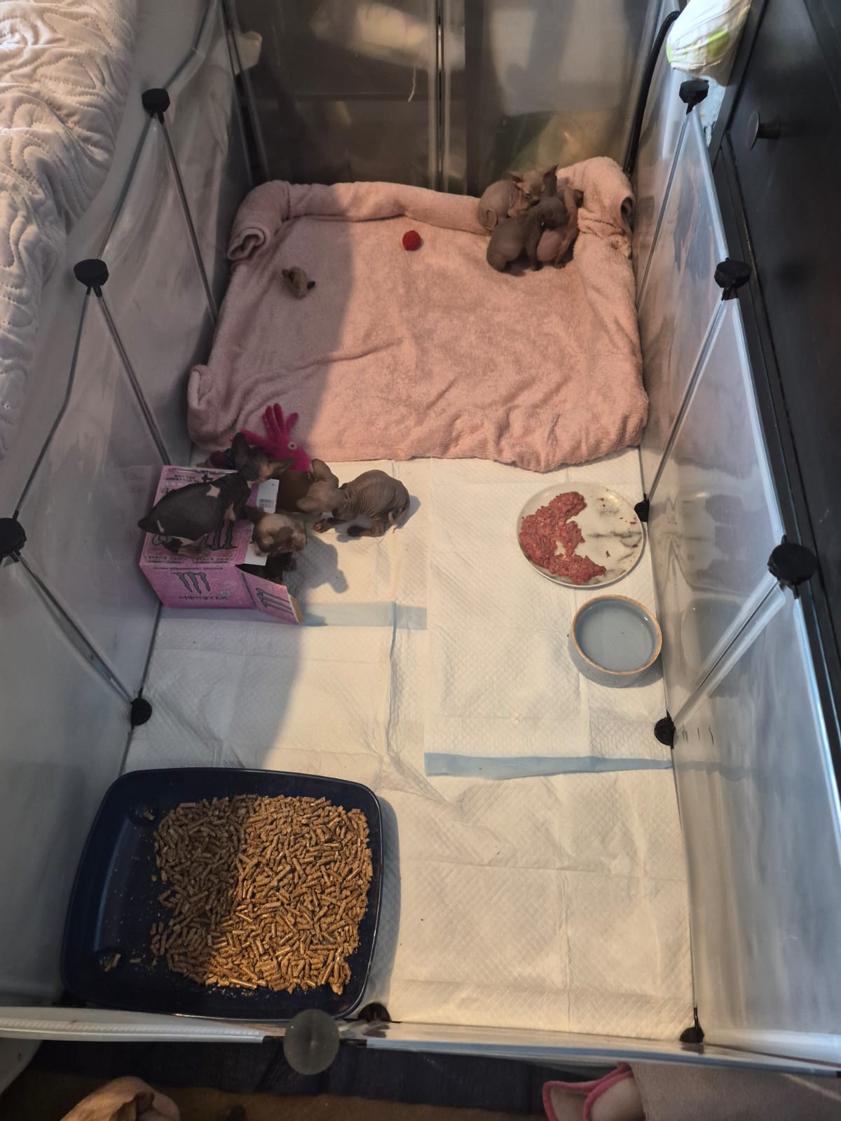 Hairless Whiskers kittens in their pre-school nursery