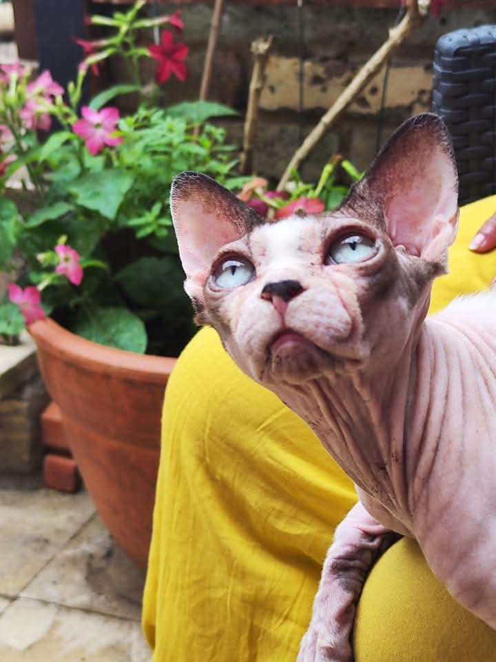Shrimpie, our very first Sphynx