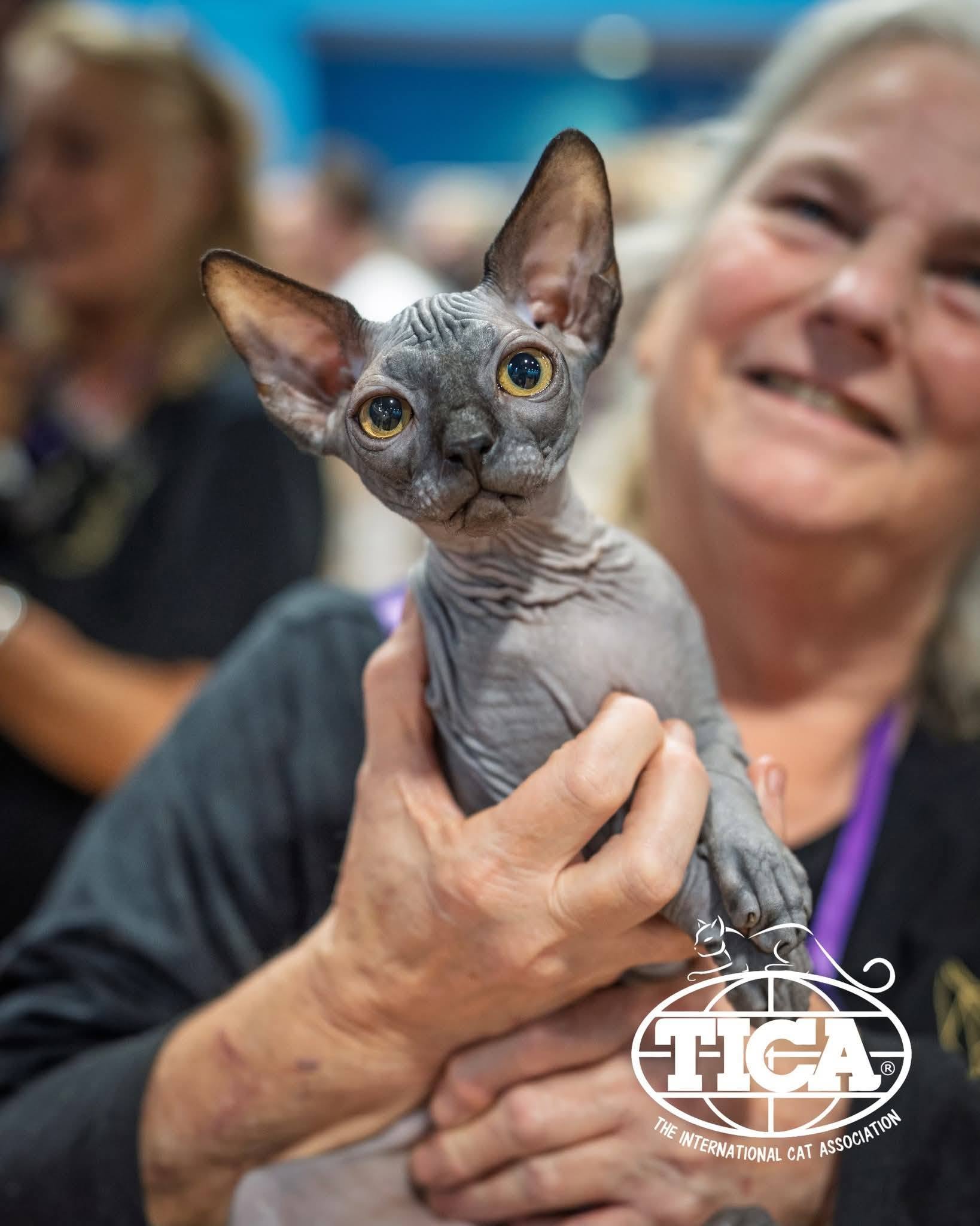 Hairless Whiskers gallery photo