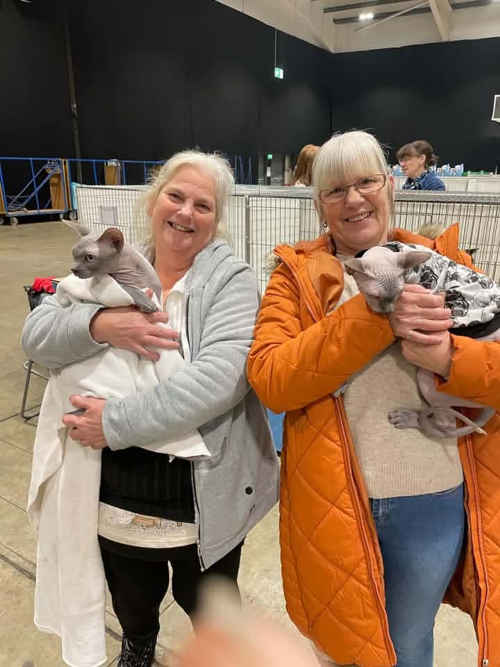 Hairless Whiskas Obi Wan Kenobi and Hairless Whiskas Kyptonite with their mums at a cat show