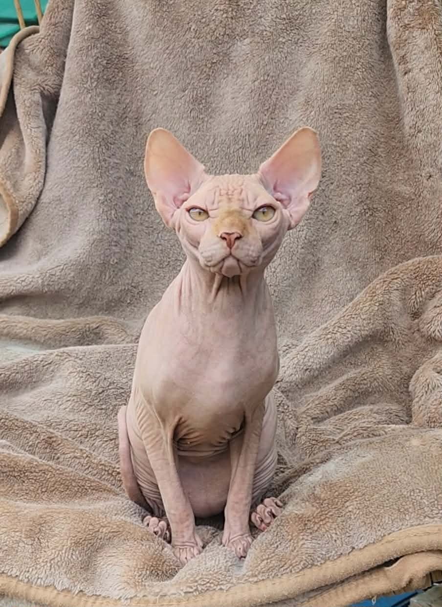Hairless Whiskas The Golden Ration, aka Bugs