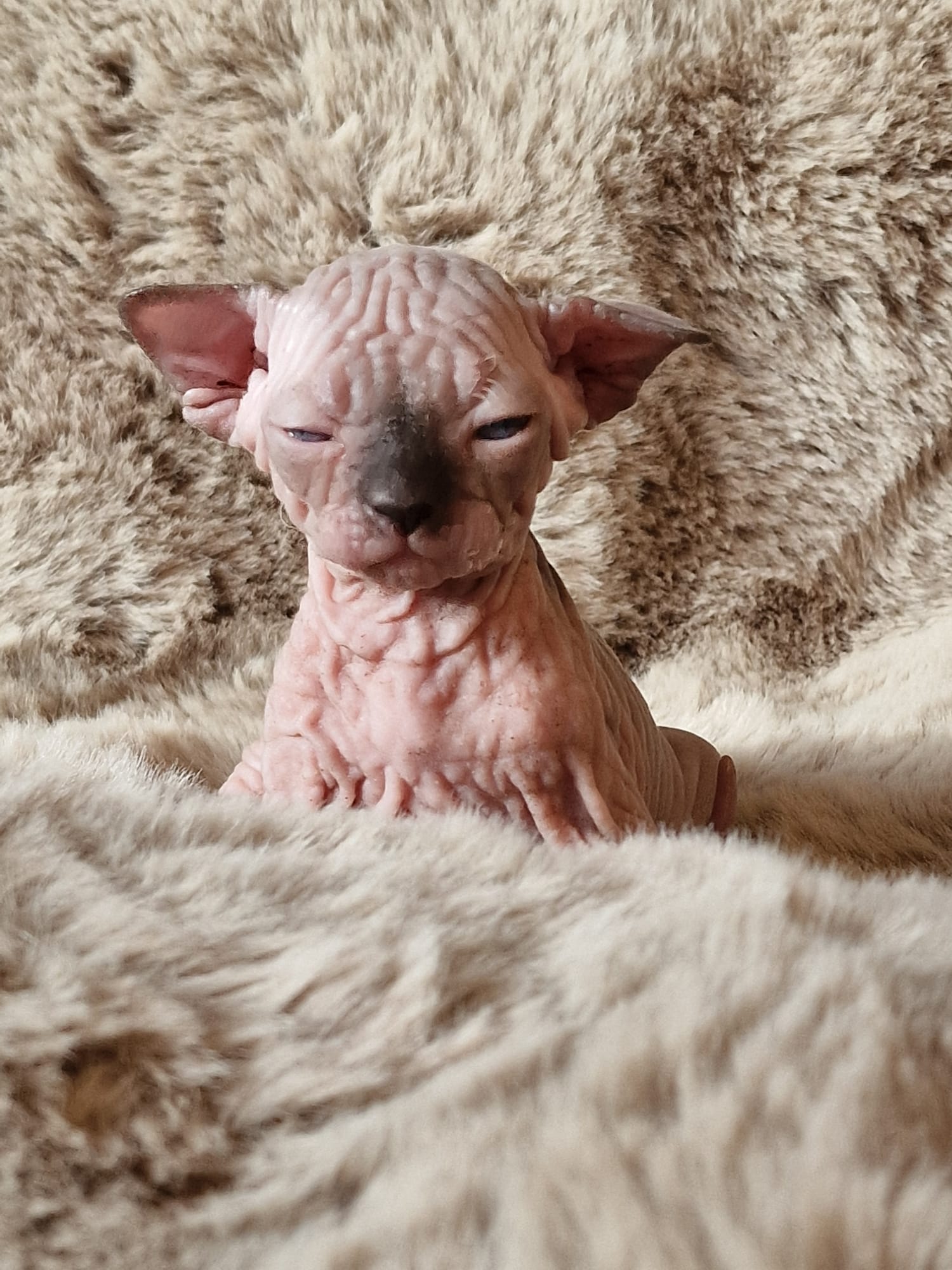 Sleepy Hairless Whiskas Sphynx kitten on a soft blanket