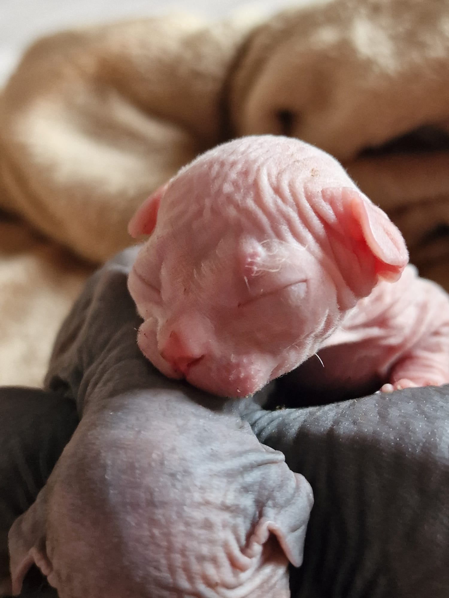 Newborn Hairless Whiskas Sphynx kittens snuggled together