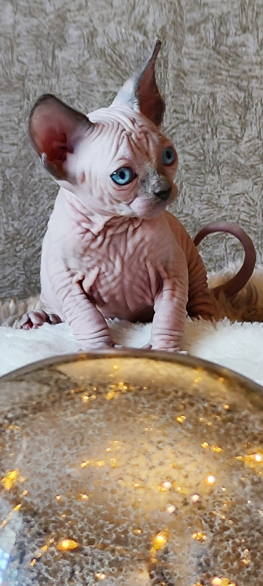 Chicken Nugget as a baby Sphynx kitten
