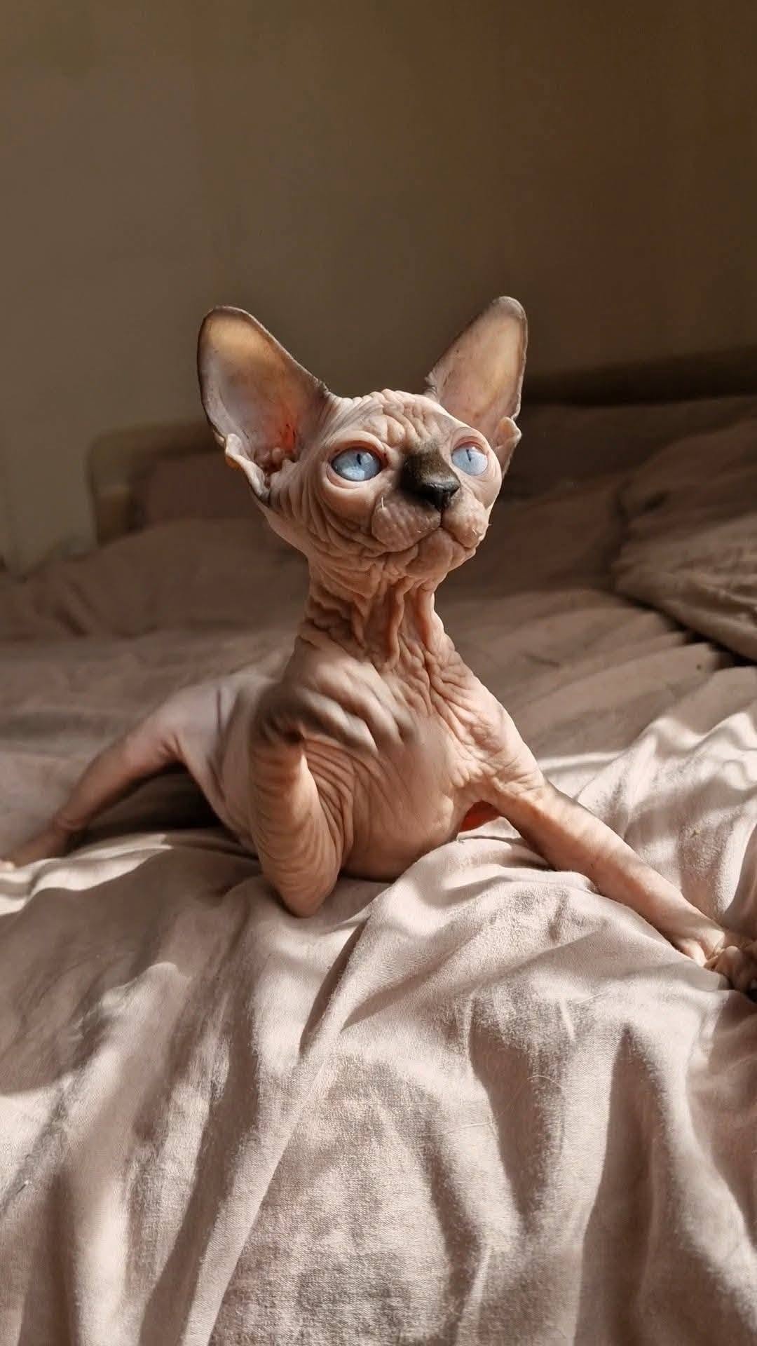 Hairless Whiskers gallery photo
