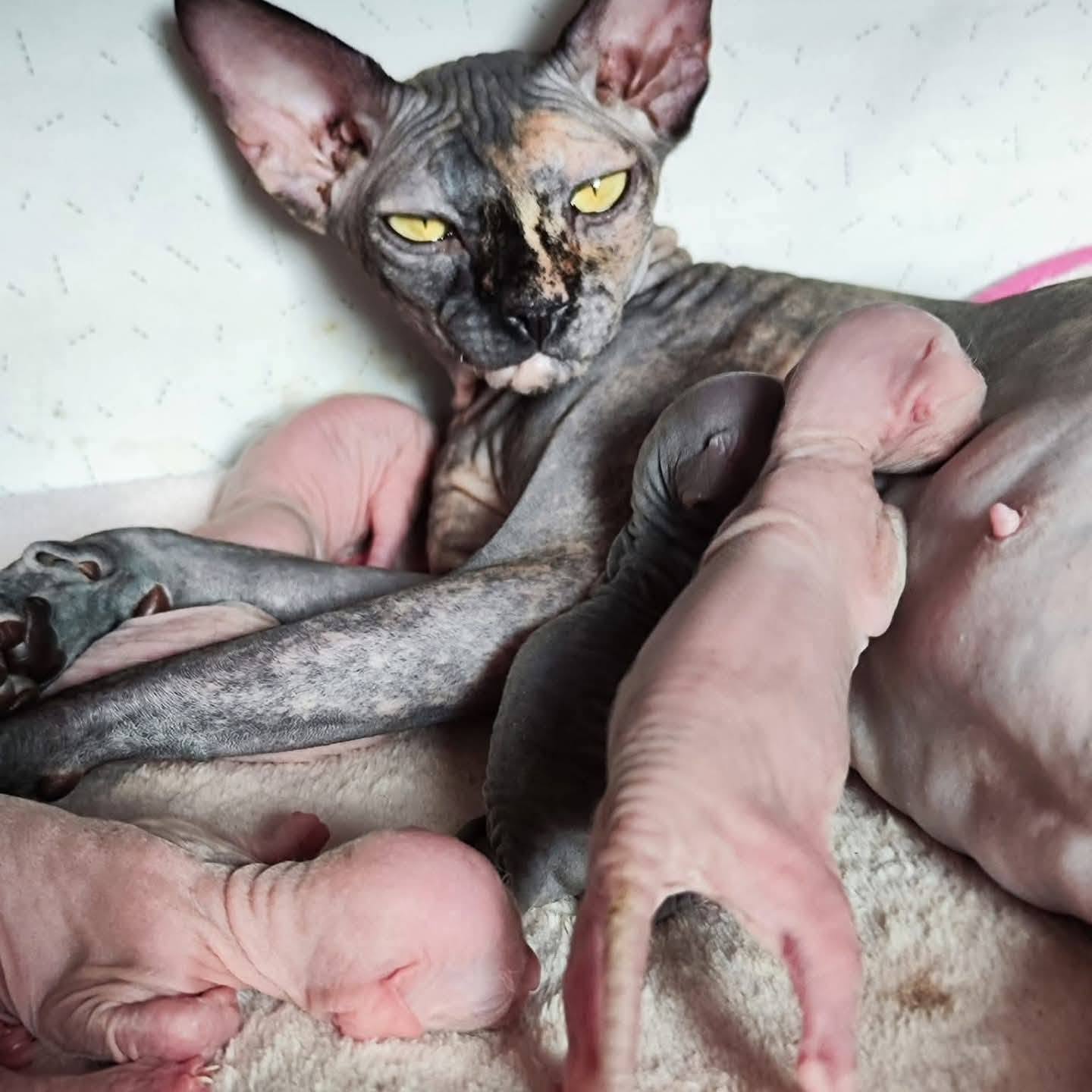 Hairless Whiskers gallery photo