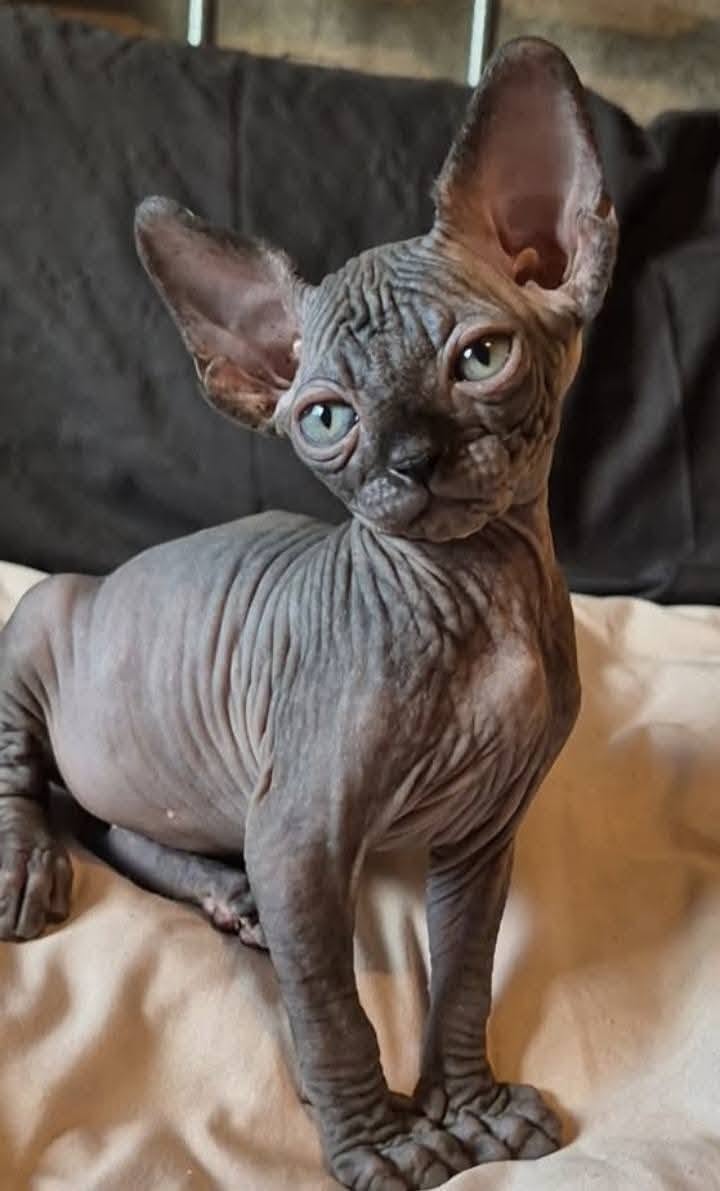 Hairless Whiskers gallery photo