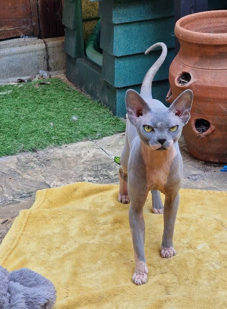 Hairless Whiskers gallery photo