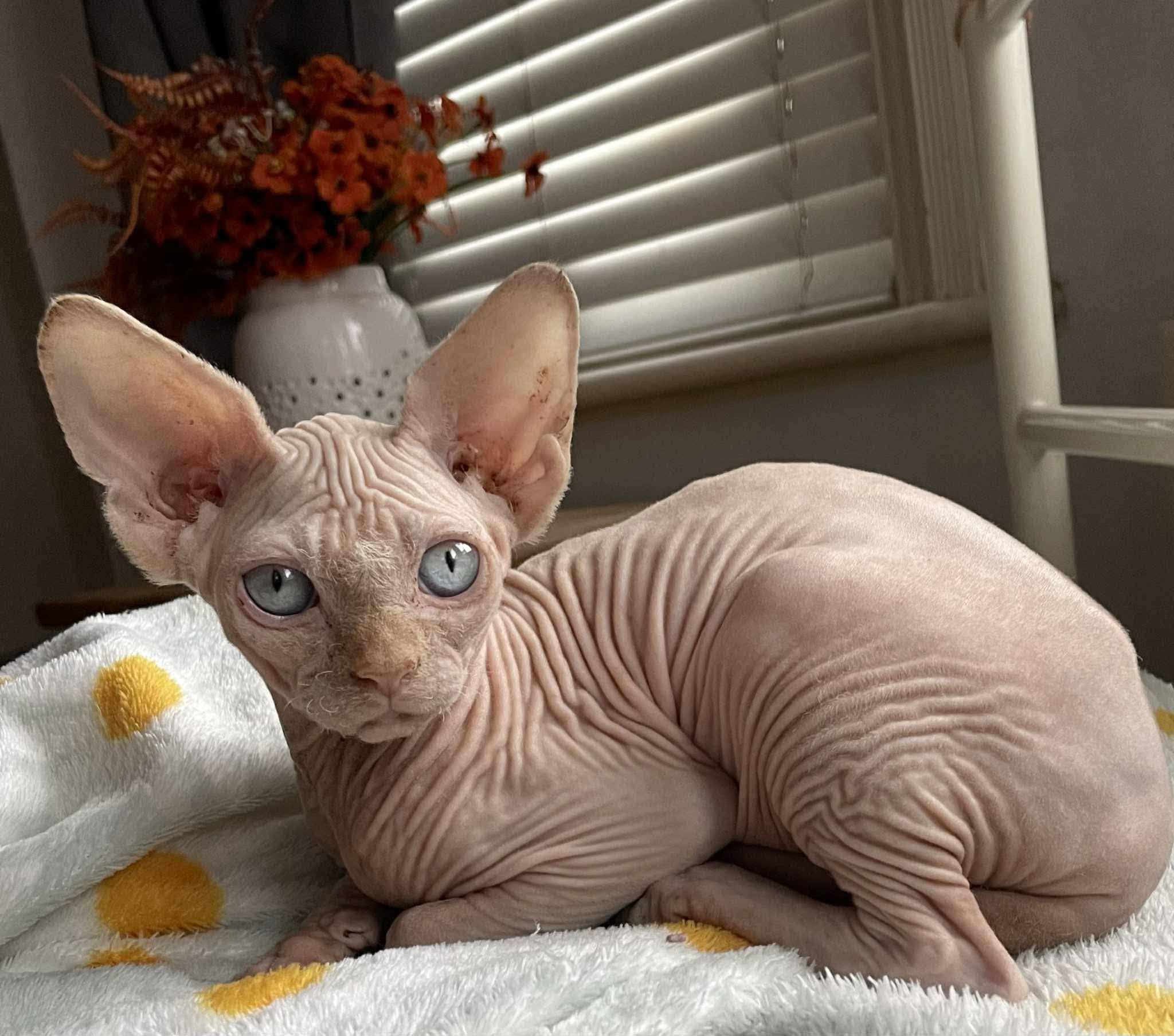 Hairless Whiskers gallery photo